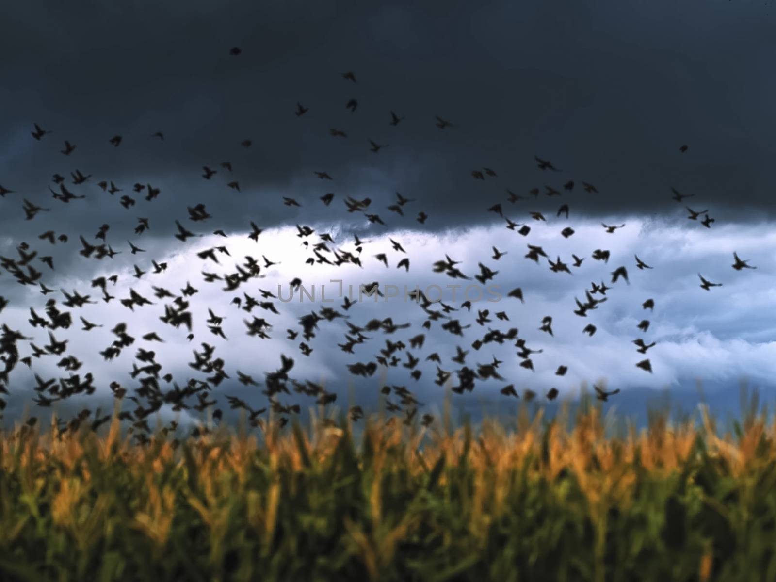 A flock of crows takes off over the field by nyrok