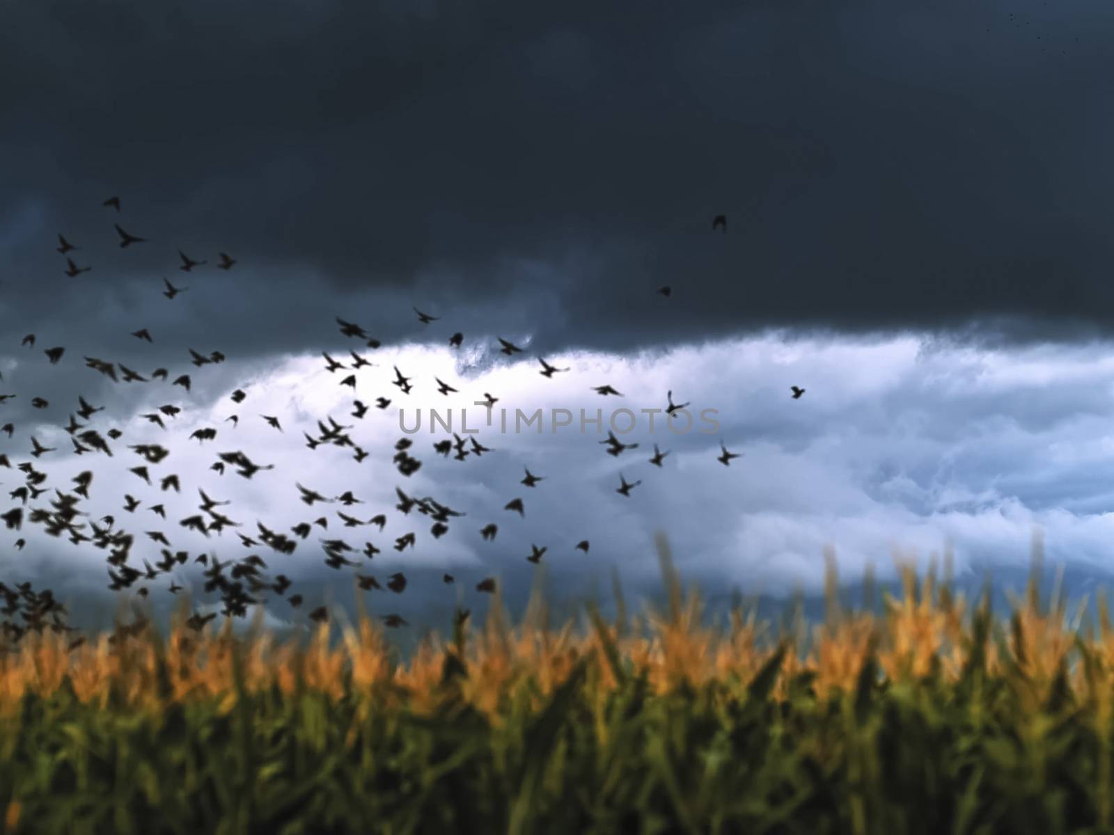 A flock of crows takes off over the field by nyrok