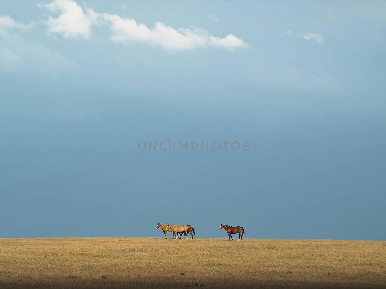 Horses in the steppe. A small herd of horses in a field.