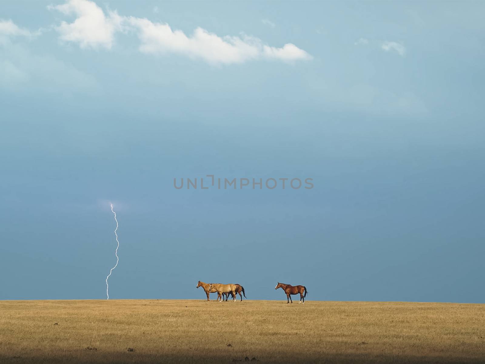 Horses in the steppe. A small herd of horses in a field.