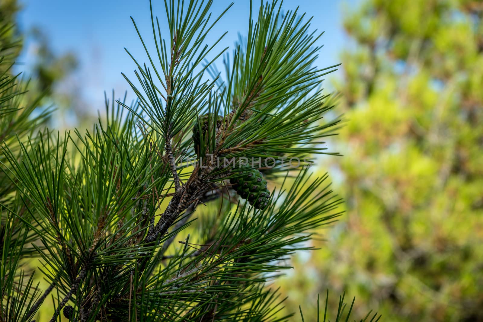 Pine cone growing on a tree in Malaga, Spain, Europe on a bright summer day