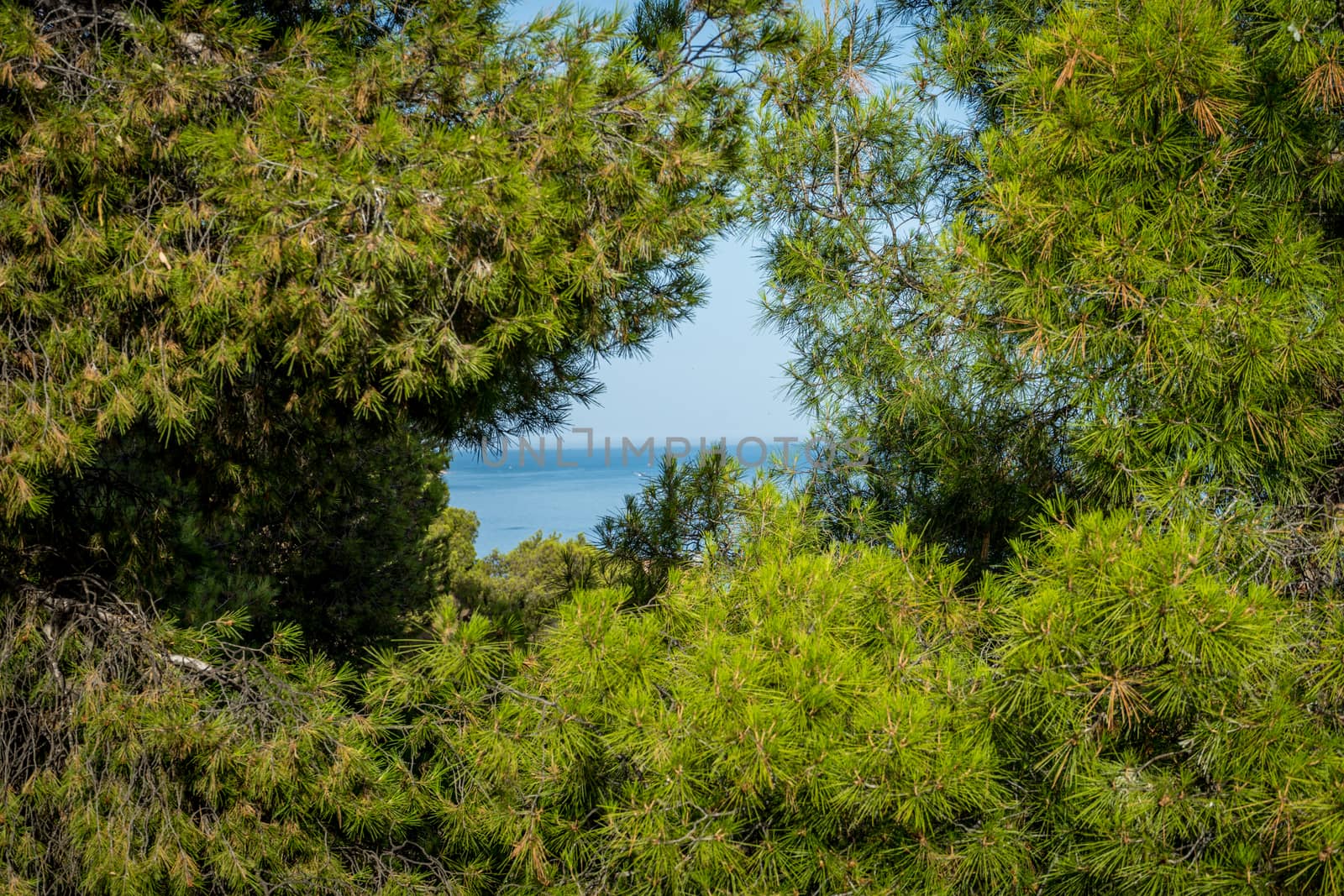 The Sea viewed through the gap between the trees in Malaga, Spain, Europe on a bright summer day with clear blue sky