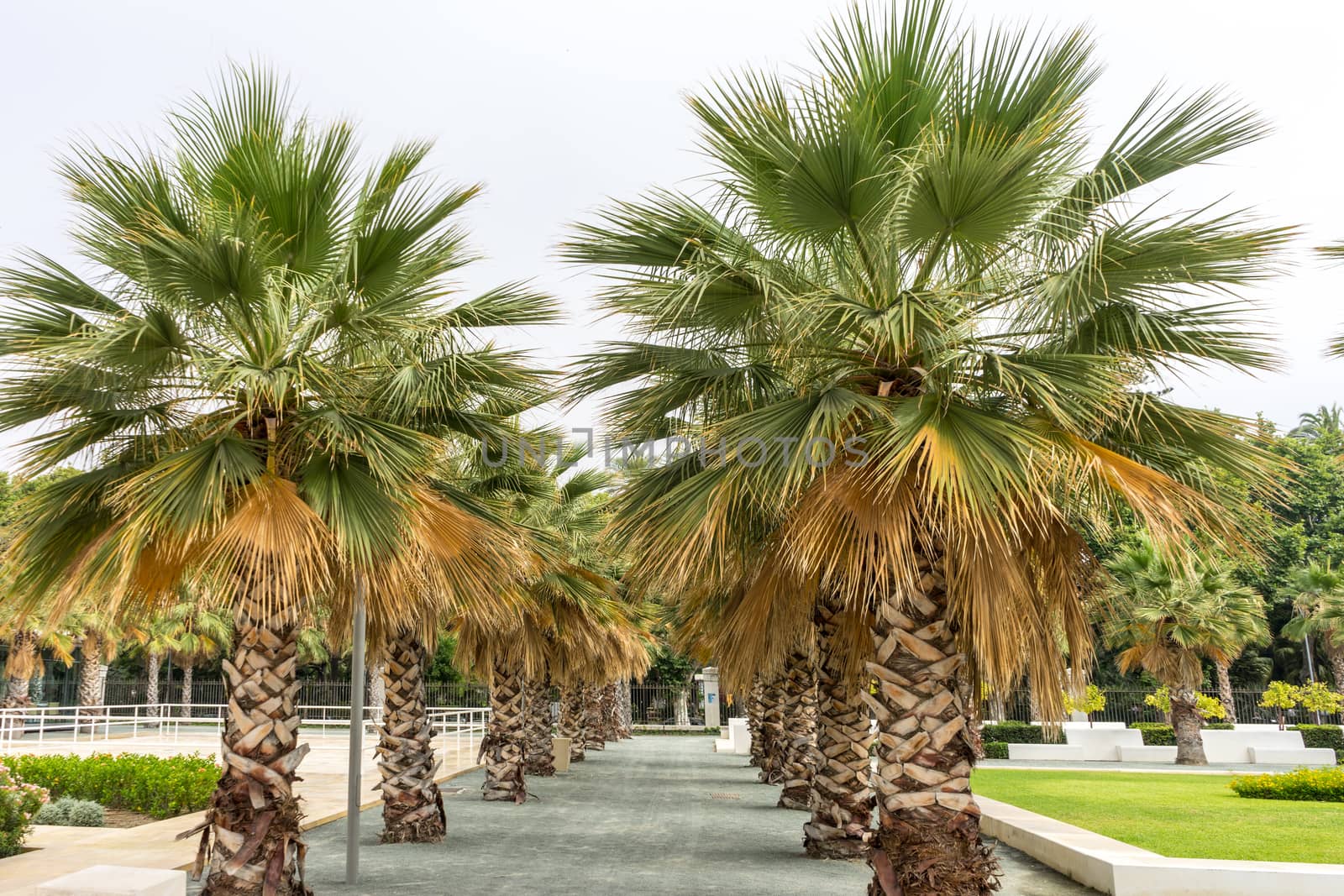 Palm trees along the Malagueta beach in Malaga, Spain, Europe  by ramana16