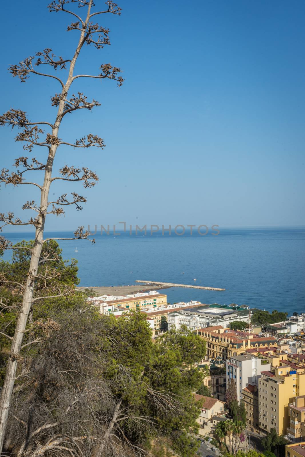 City skyline of Malaga overlooking the sea ocean in Malaga, Spain, Europe on a bright summer day with blue skies with trees