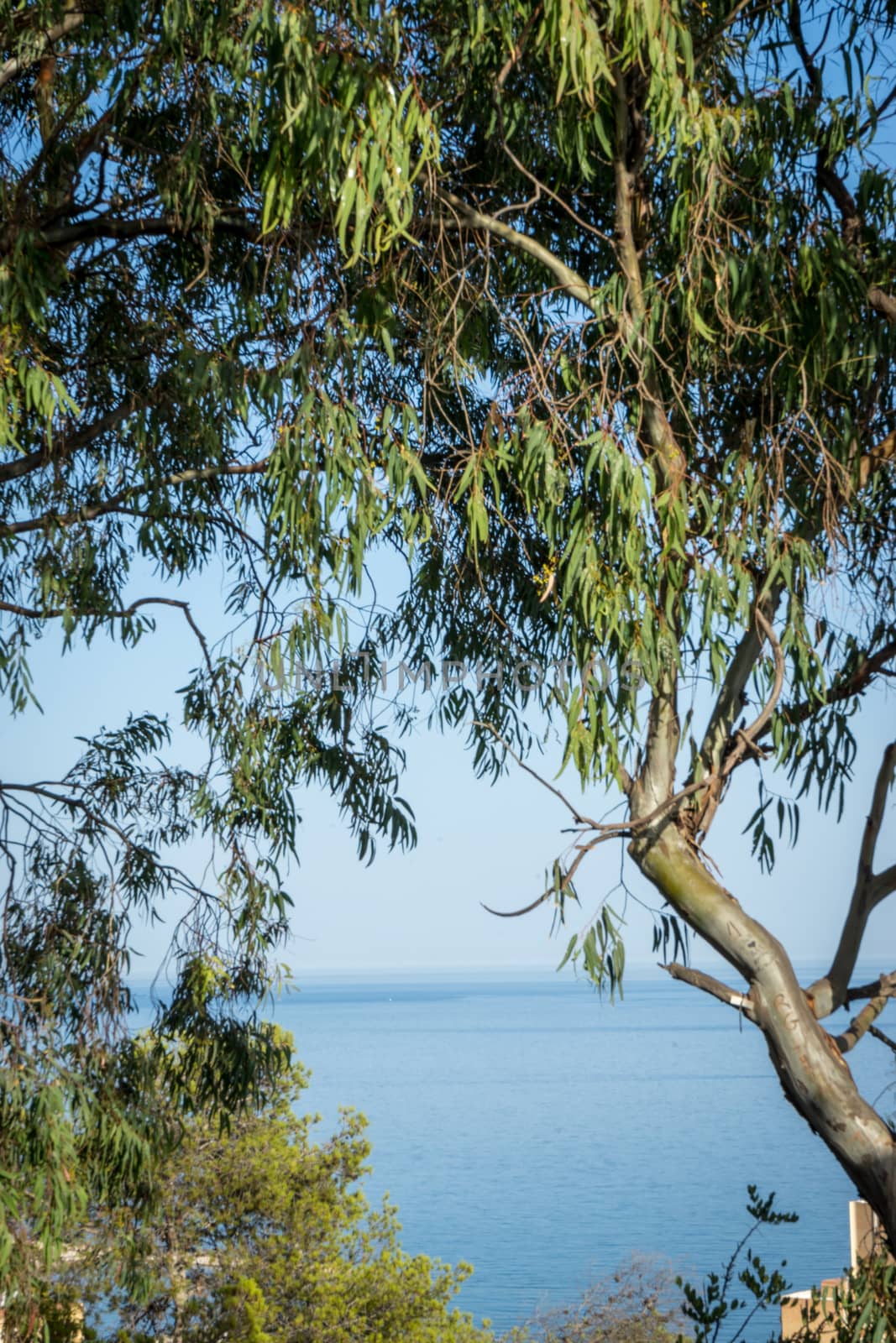 The Sea viewed through the gap between the trees in Malaga, Spain, Europe on a bright summer day with clear blue sky