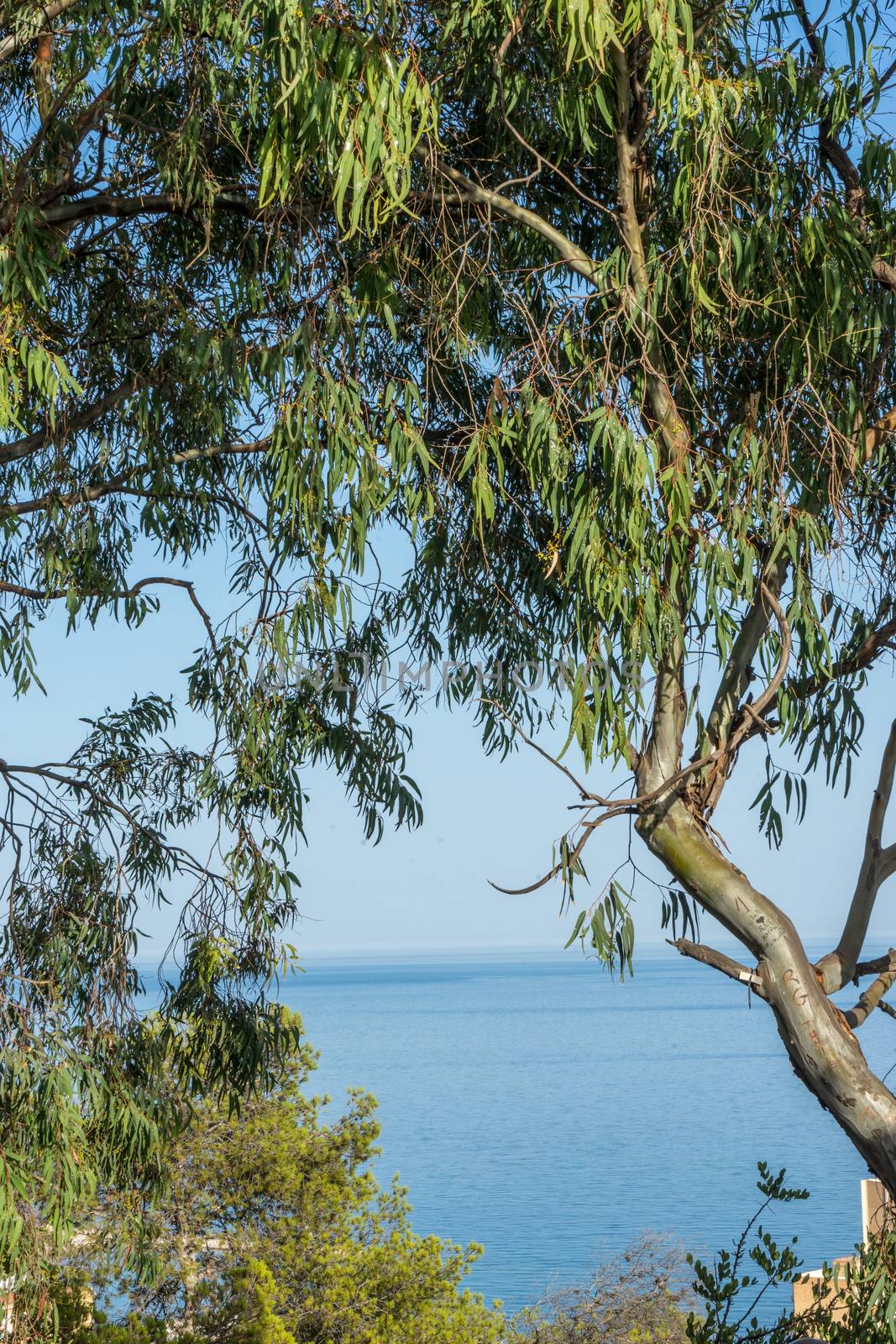 The Sea viewed through the gap between the trees in Malaga, Spain, Europe on a bright summer day with clear blue sky