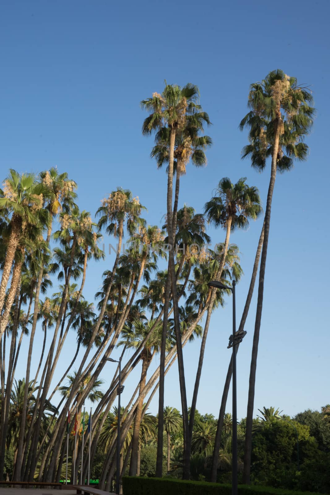 Tall palm trees against a blue sky in Malaga city, Spain, Europe by ramana16