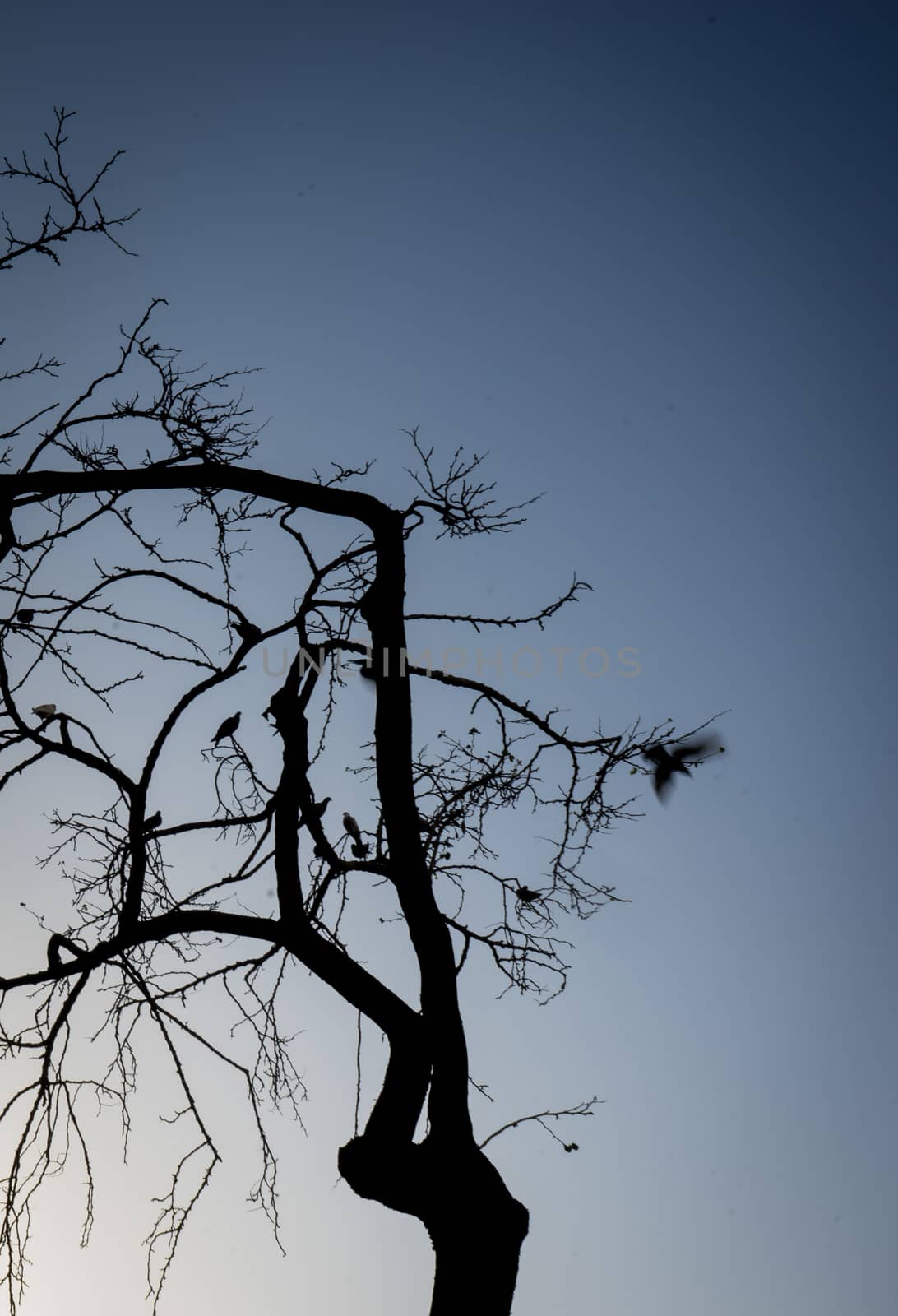 Silhouette pf a tree with a bird flying off it at Malaga, Spain, by ramana16