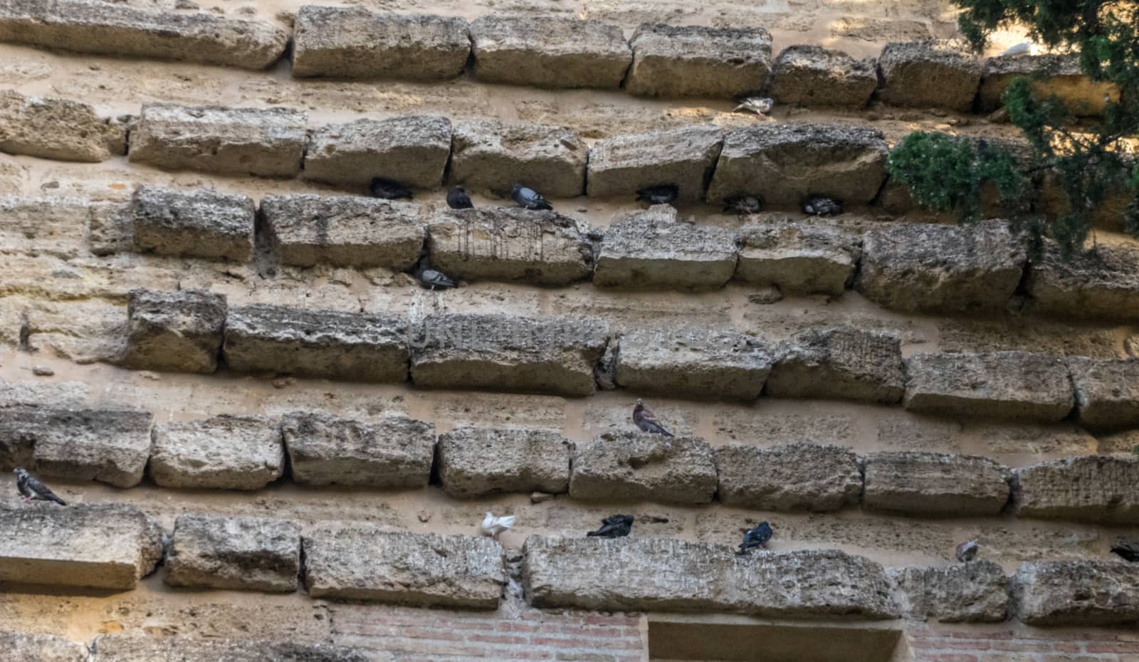 The wall of pigeons at Malaga, Spain, Europe  by ramana16