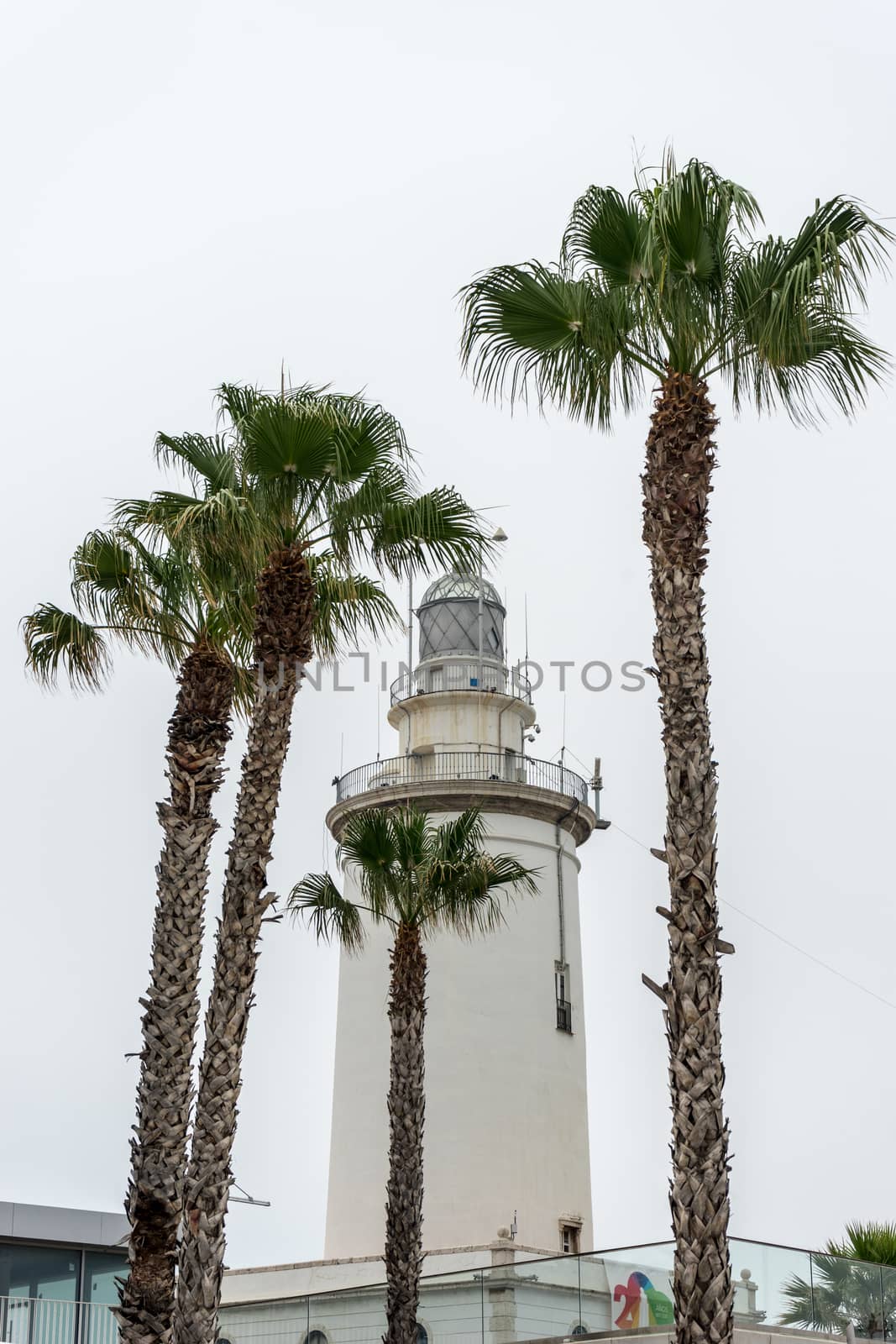 Tall palm trees with the lighthouse in Malaga, Spain, Europe by ramana16