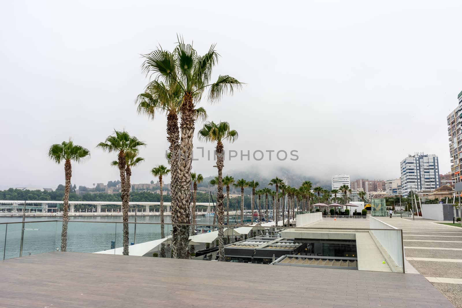 Palm trees along the Malagueta beach in front a fog covered hill in Malaga, Spain, Europe on a cloudy morning