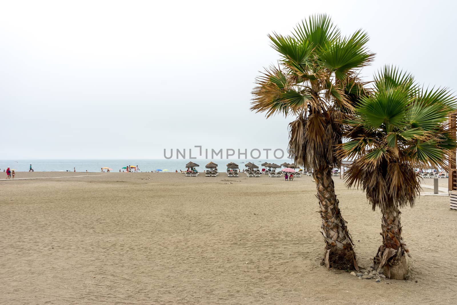 Twin palm trees along the Malagueta beach with ocean in the back by ramana16