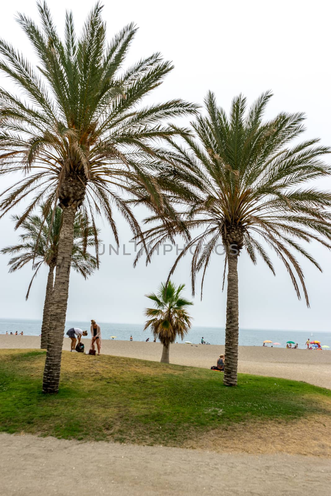 Tall palm trees along the Malaguera beach with ocean in the background in Malaga, Spain, Europe on a cloudy morning