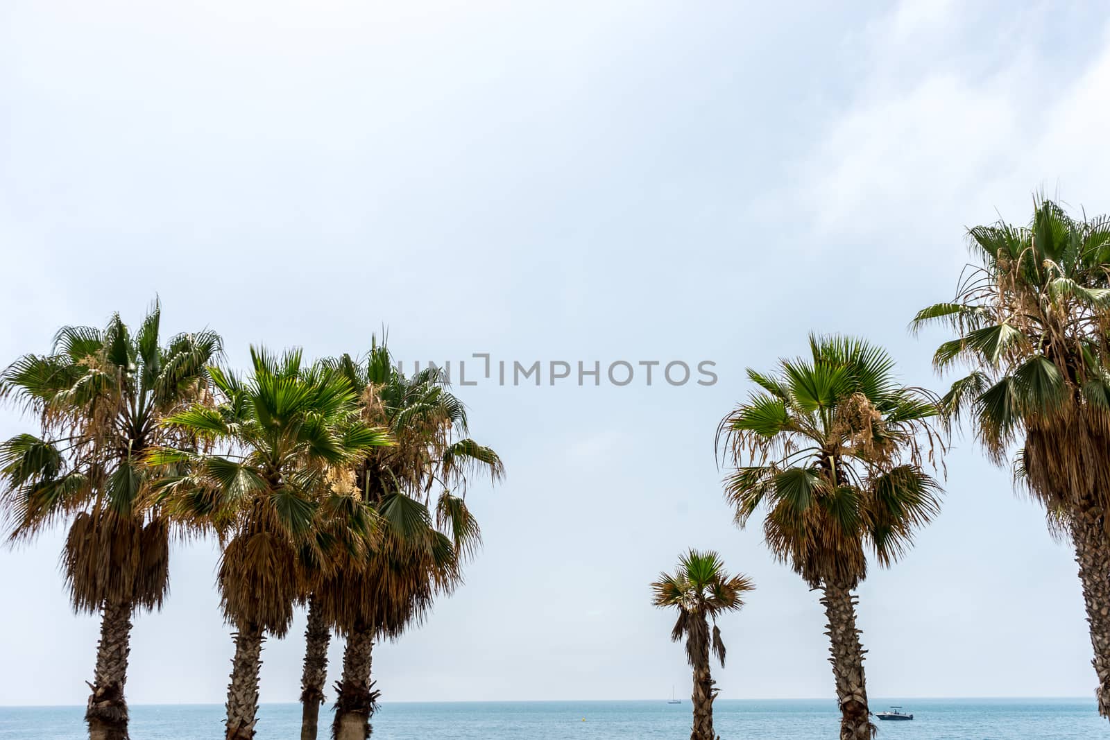 Tall palm trees along the Malaguera beach with ocean in the back by ramana16