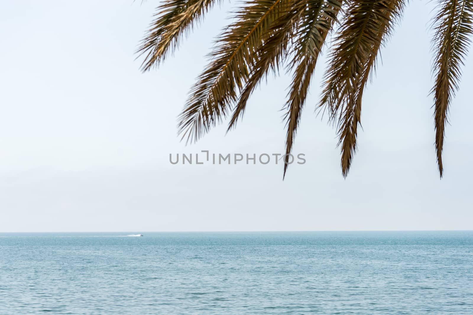 Palm tree leaves against the backdrop of a ocean at Malagueta be by ramana16