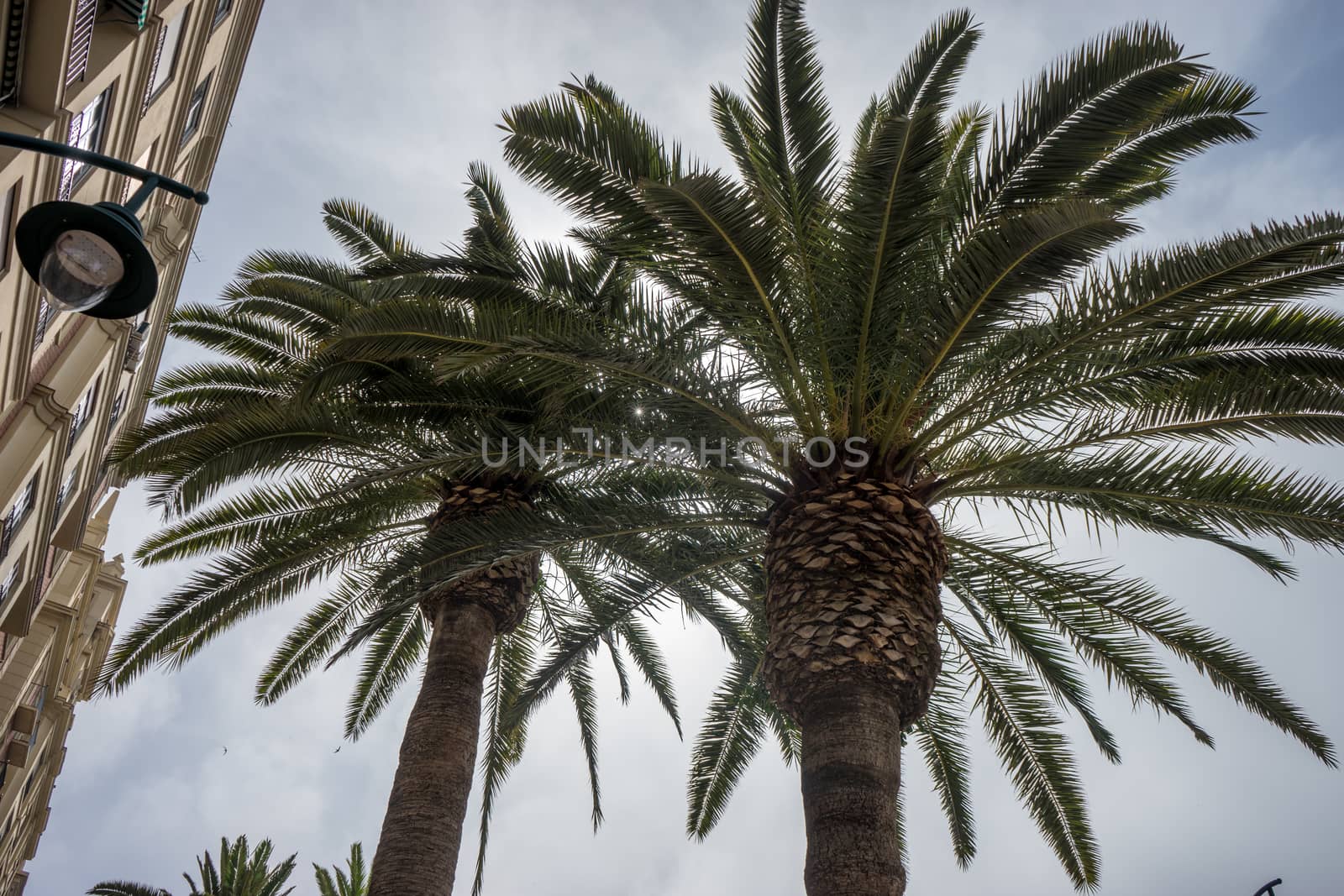 The top  of a palm tree in the city of Malaga, Spain, Europe on a bright sunny day