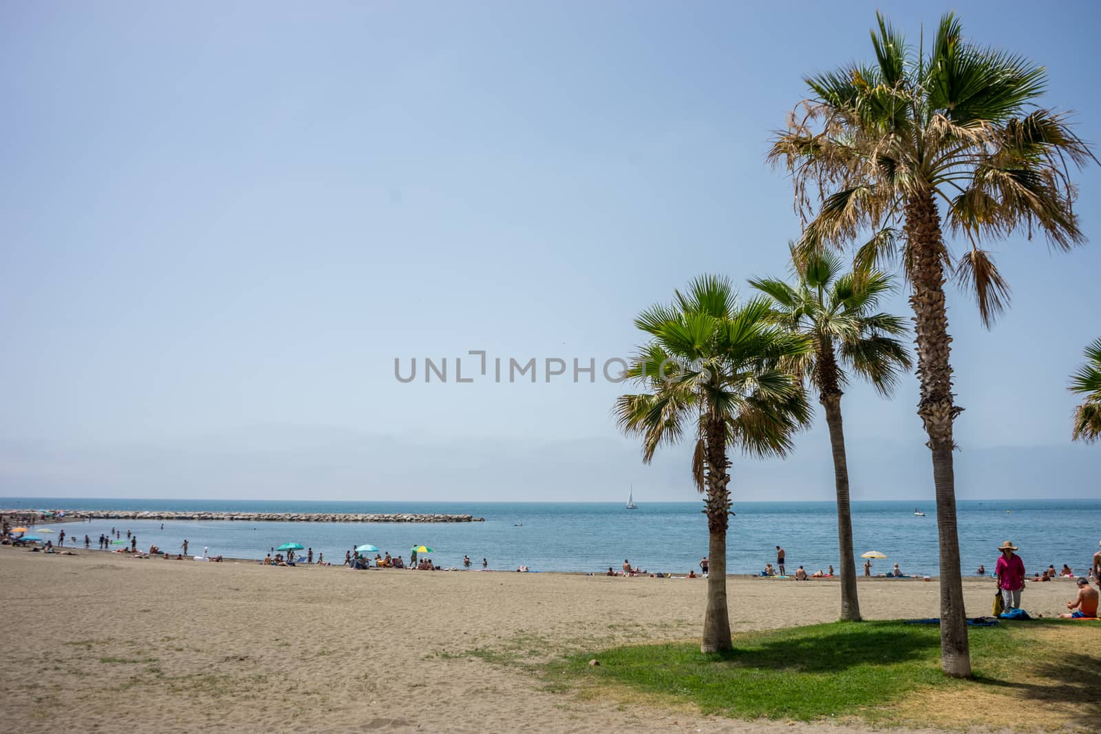 Tall twin palm trees along the Malagueta beach with ocean in the background in Malaga, Spain, Europe on a cloudy morning