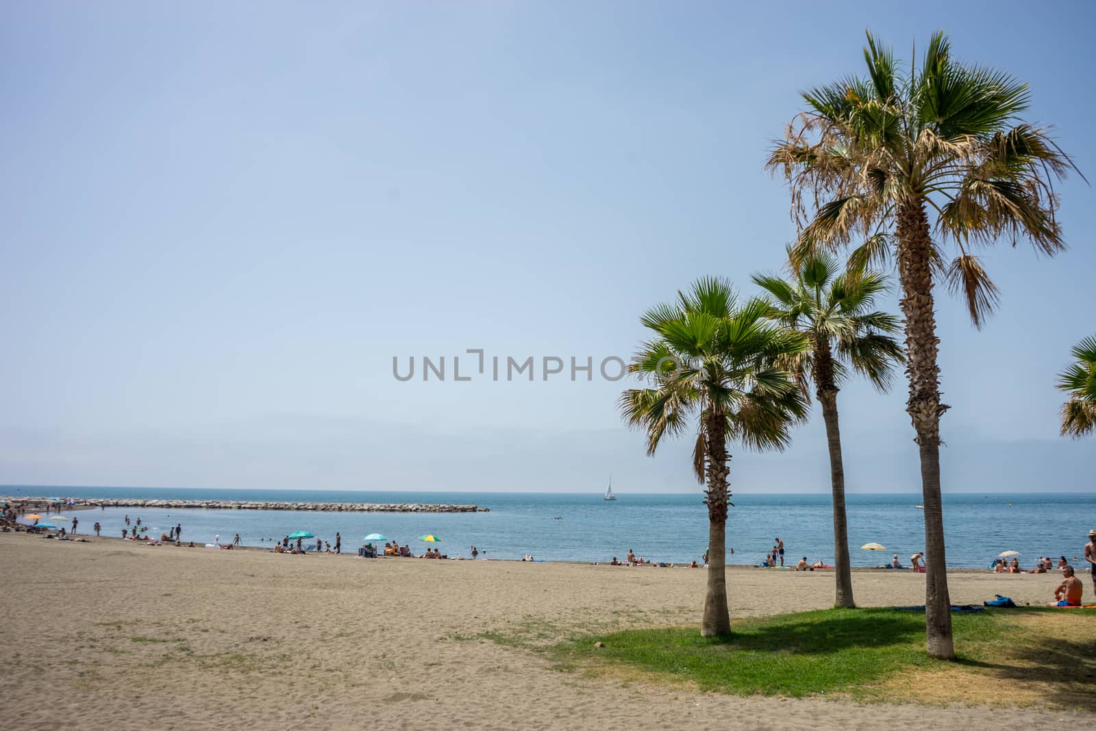 Tall twin palm trees along the Malagueta beach with ocean in the by ramana16