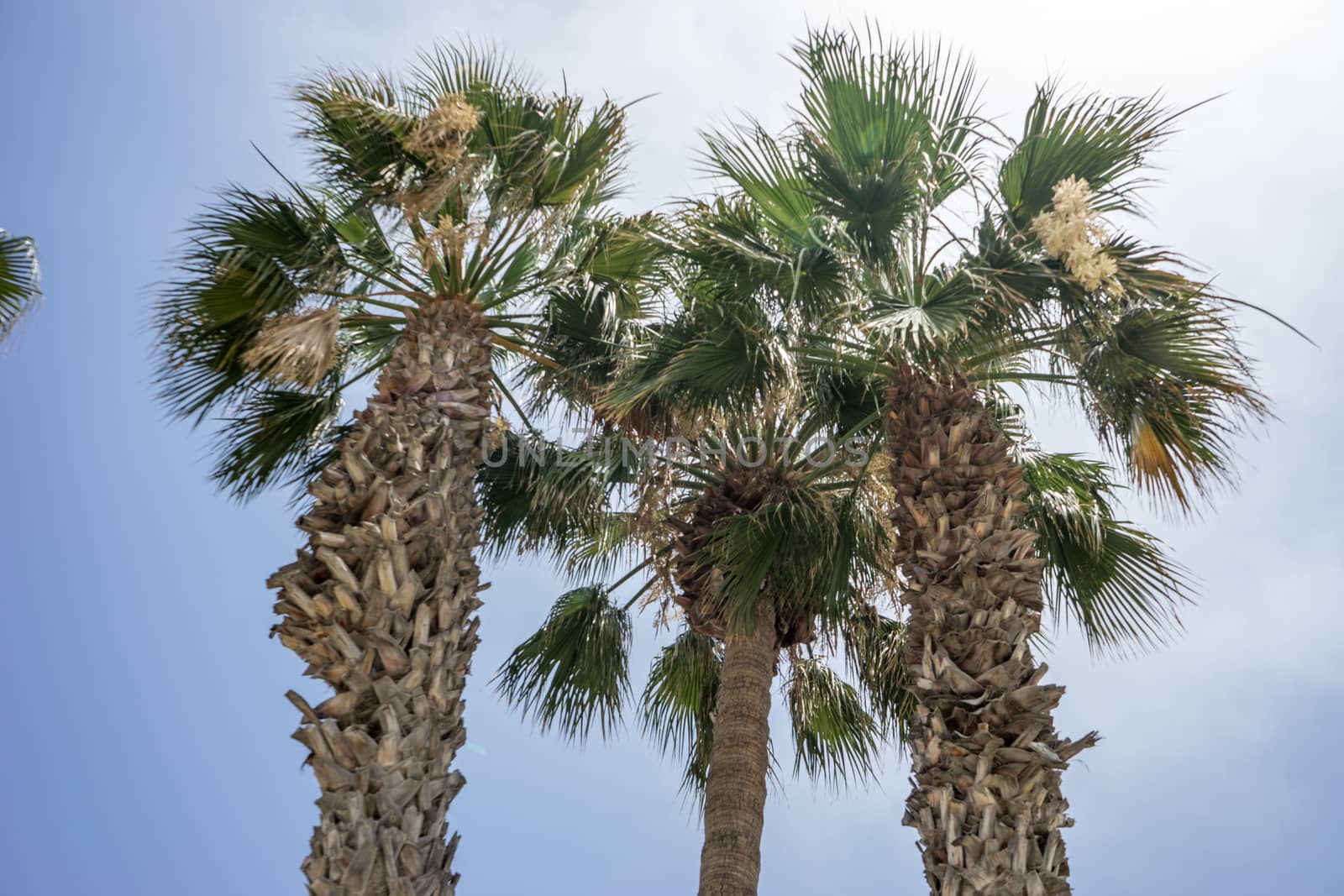 Tall palm trees along the Malagueta beach in Malaga, Spain, Europe on a cloudy morning