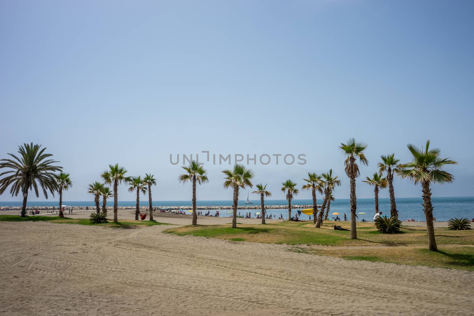 A collective bunch of palm trees at Malagueta beach with the ocean in the background in Malaga, Spain, Europe on a cloudy morning