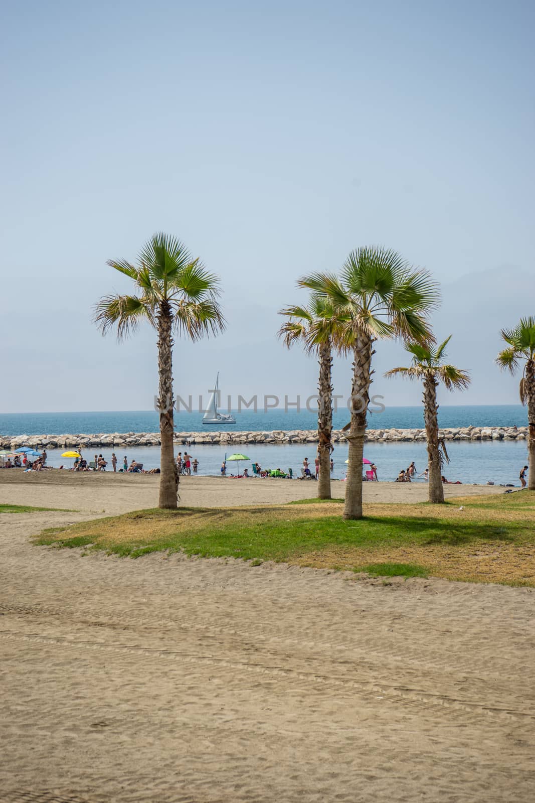 Tall palm trees along the Malagueta beach with ocean in the back by ramana16