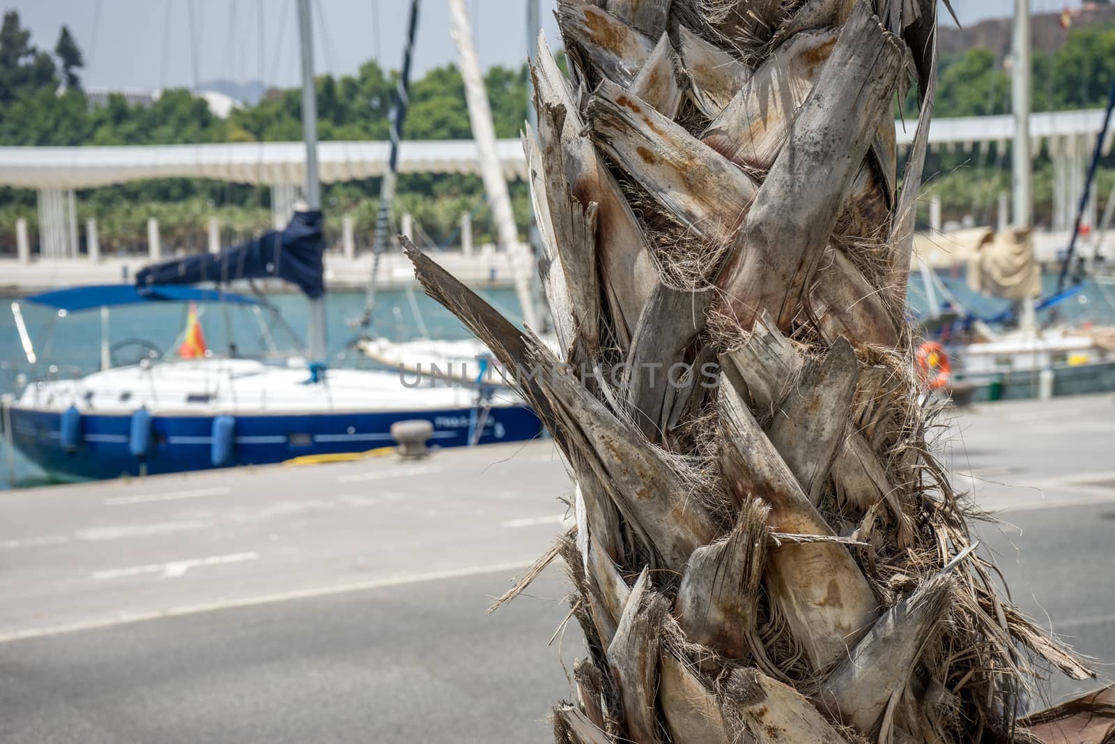 Bark of a palm tree with a boat in the background in Malaga, Spa by ramana16