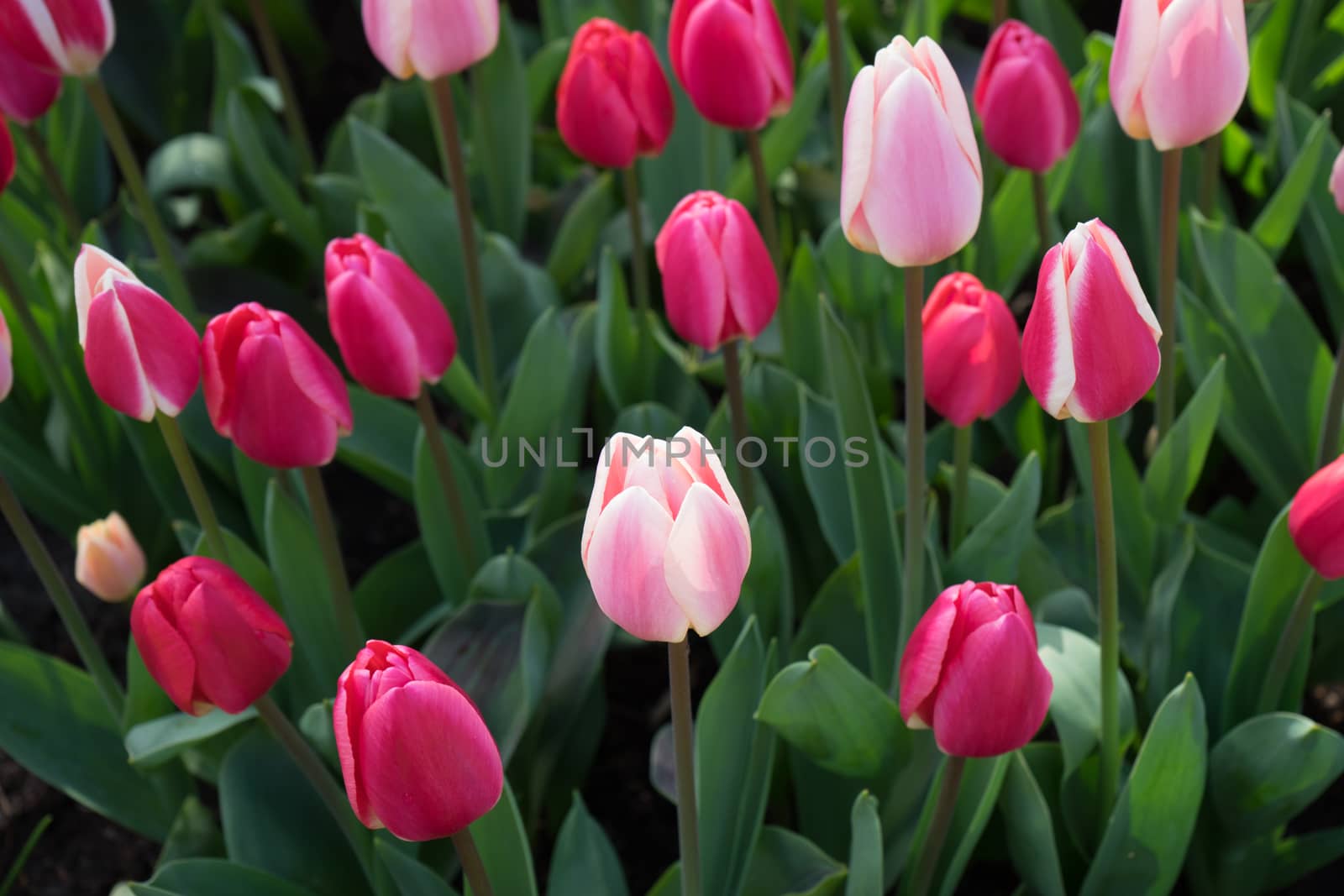 Pink tulip flowers with a red tinge  in a garden in Lisse, Nethe by ramana16