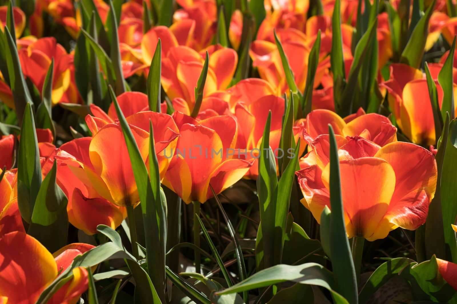Red tulips in a garden in Lisse, Netherlands, Europe on a bright summer day