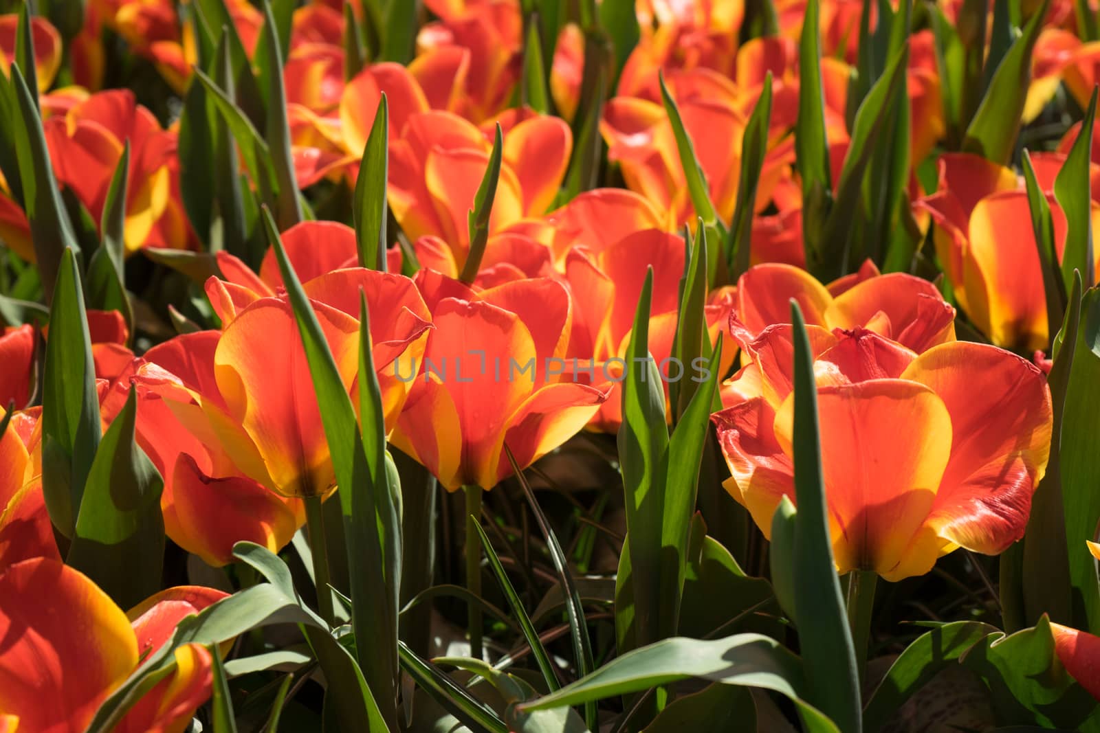 Red tulips in a garden in Lisse, Netherlands, Europe by ramana16