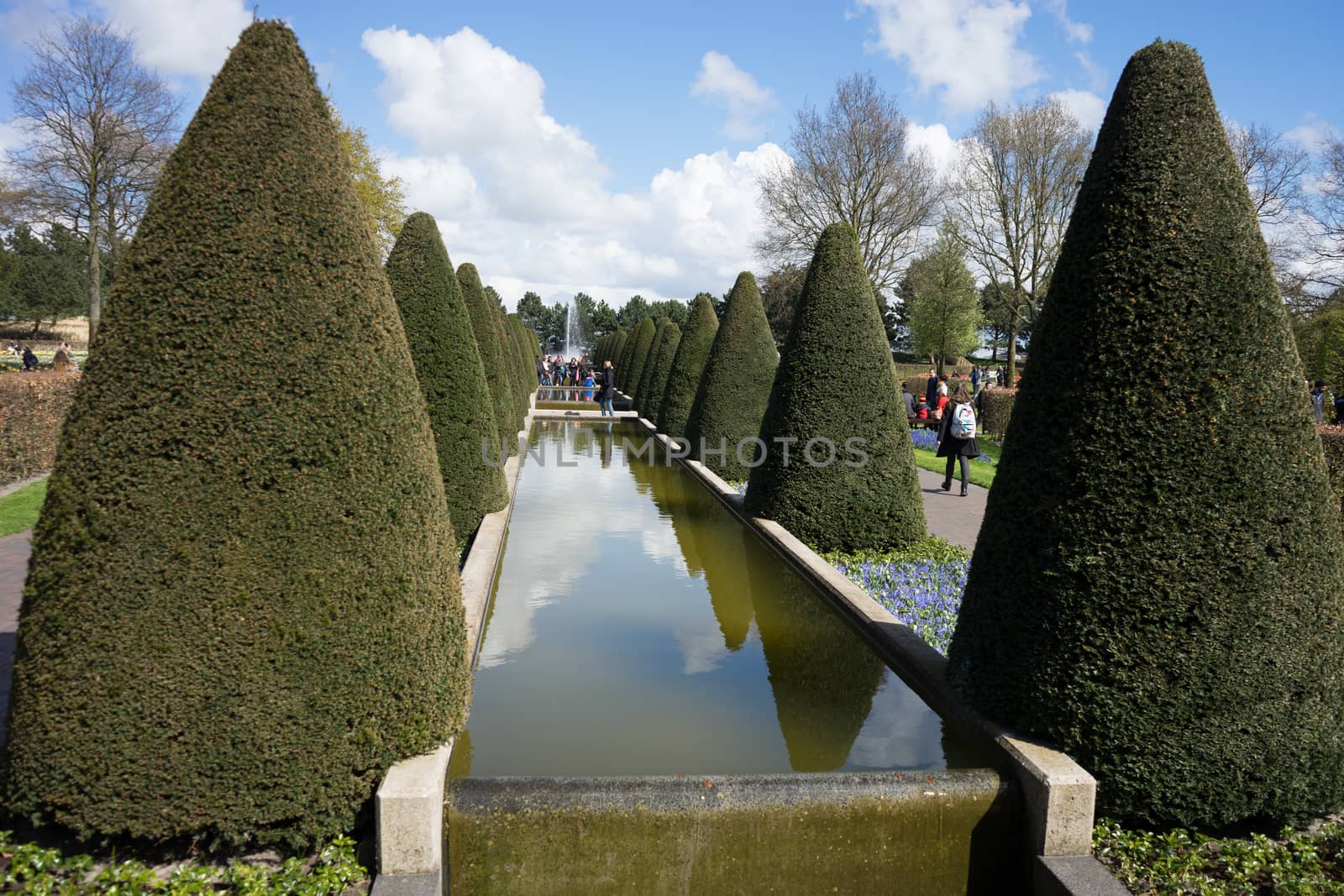 Cone tree and a water pond in a garden in Lisse, Netherlands, Eu by ramana16