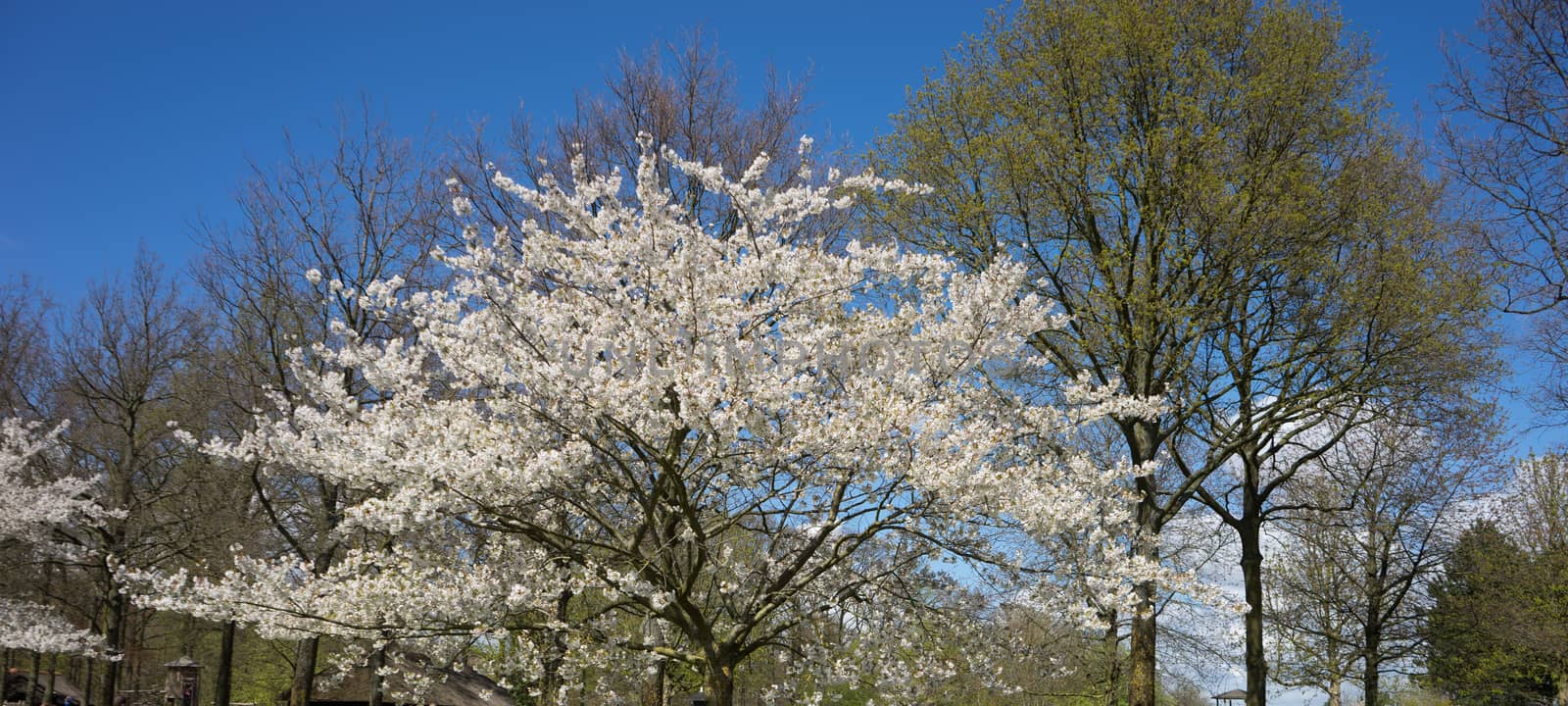 White cherry blossom tree against a blue sky in Lisse, Netherlands, Europe on a bright summer day
