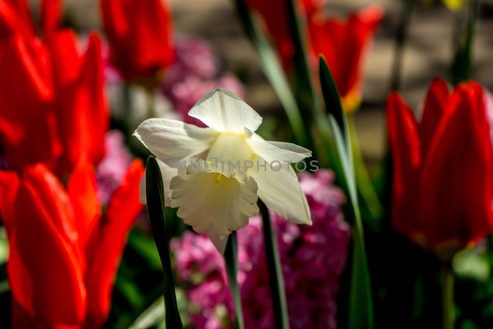 White daffodil with blurred red tulips in the background in a garden in Lisse, Netherlands, Europe on a bright summer day