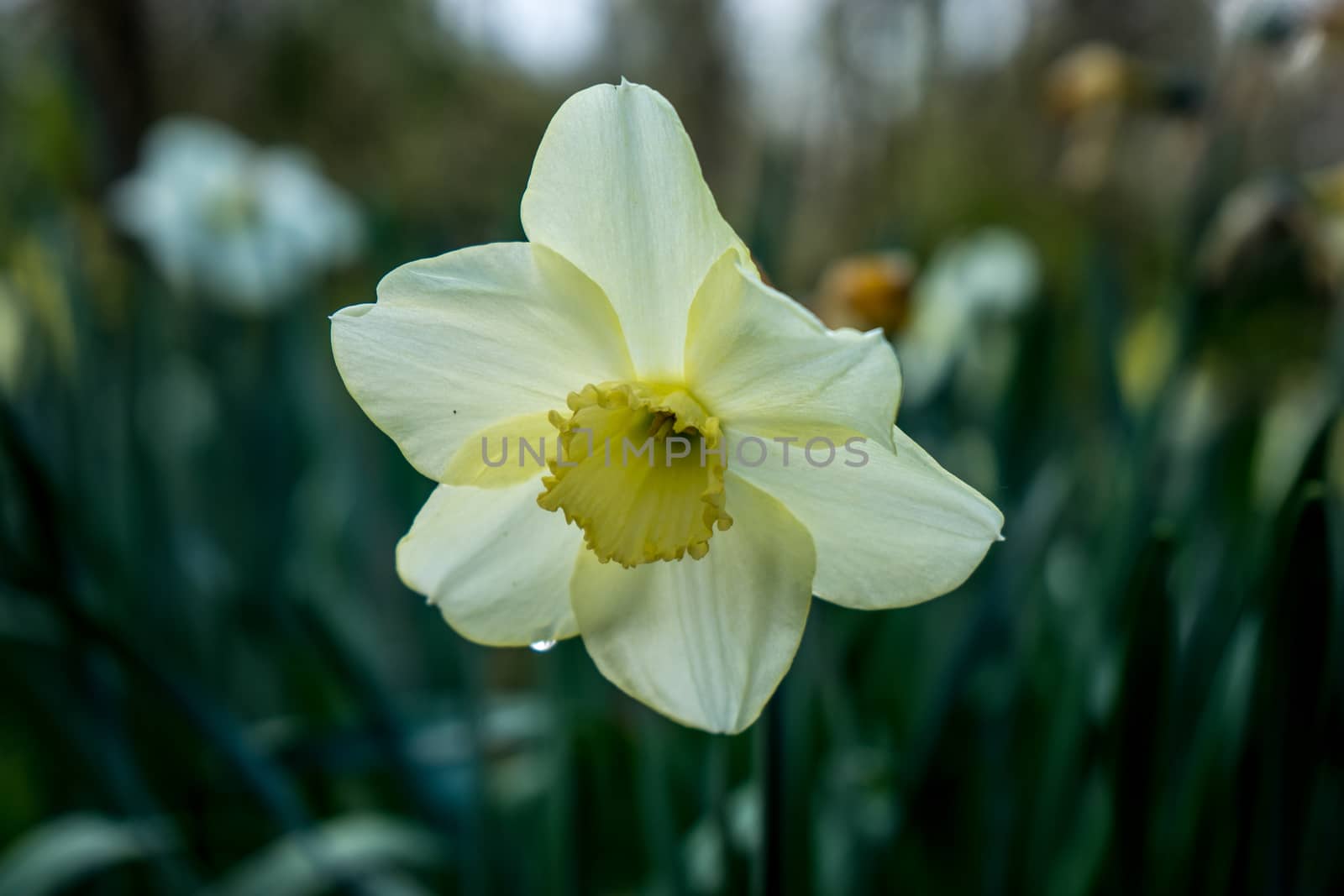 Cream coloured daffodil with blurred background on a spring summer day in Lisse, Keukenhoff,  Netherlands, Europe