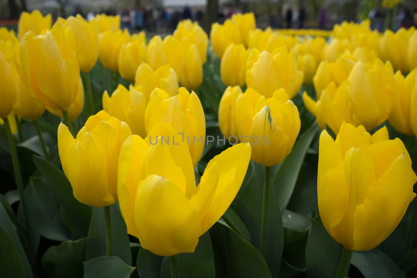 Yellow Tulip flowers in a garden in Lisse, Netherlands, Europe on a bright summer day