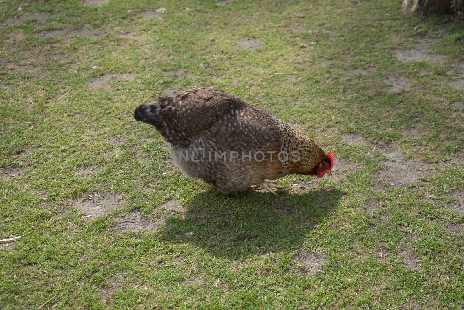 Chicken on the grass in a garden in Lisse, Netherlands, Europe on a bright summer day