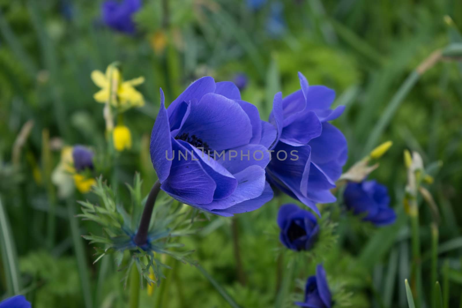 Blue tulip flower in a garden in Lisse, Netherlands, Europe by ramana16