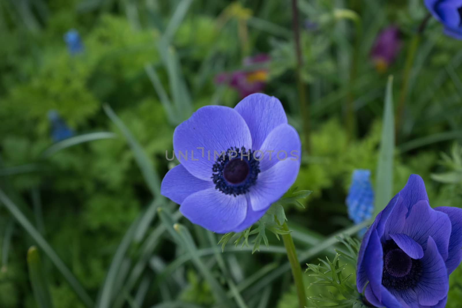 Blue tulip flower in a garden in Lisse, Netherlands, Europe by ramana16