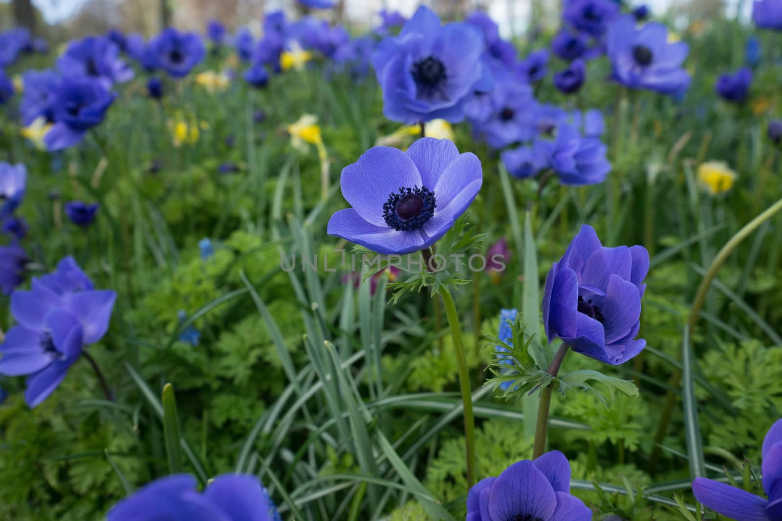 blue tulip flower in a garden in Lisse, Netherlands, Europe on a bright summer day