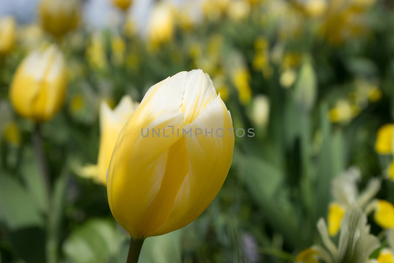 Yellow Tulip flowers in a garden in Lisse, Netherlands, Europe on a bright summer day