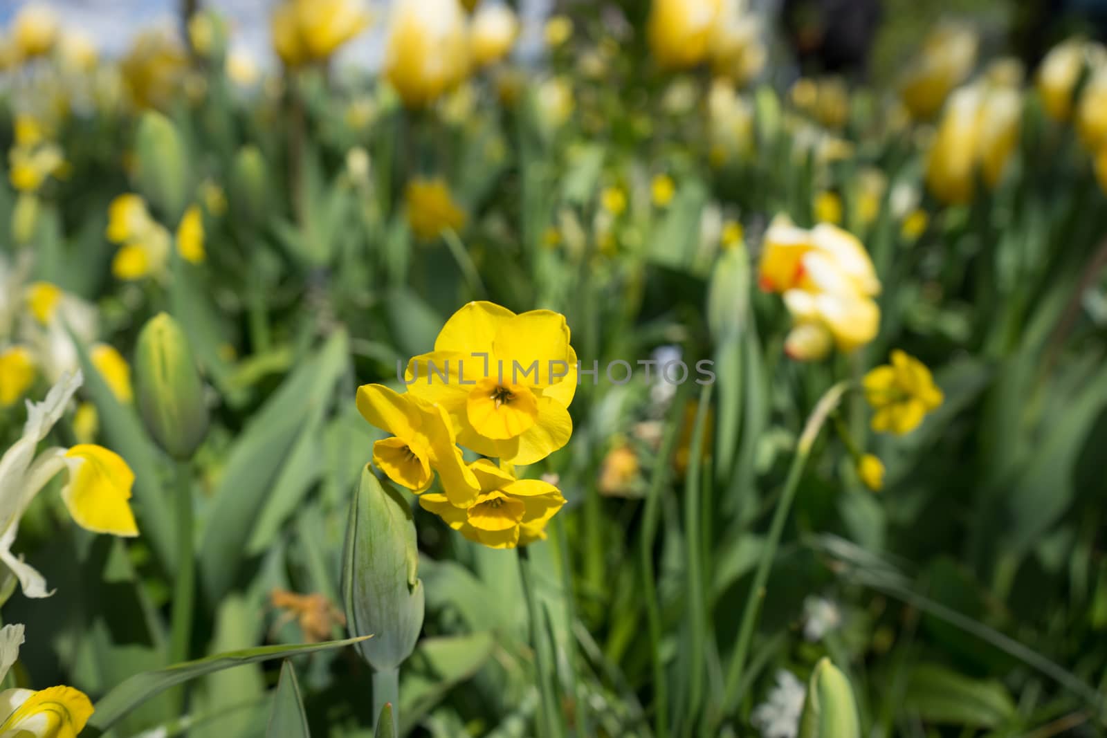 Yellow daffodil flowers in a garden in Lisse, Netherlands, Europe on a bright summer day