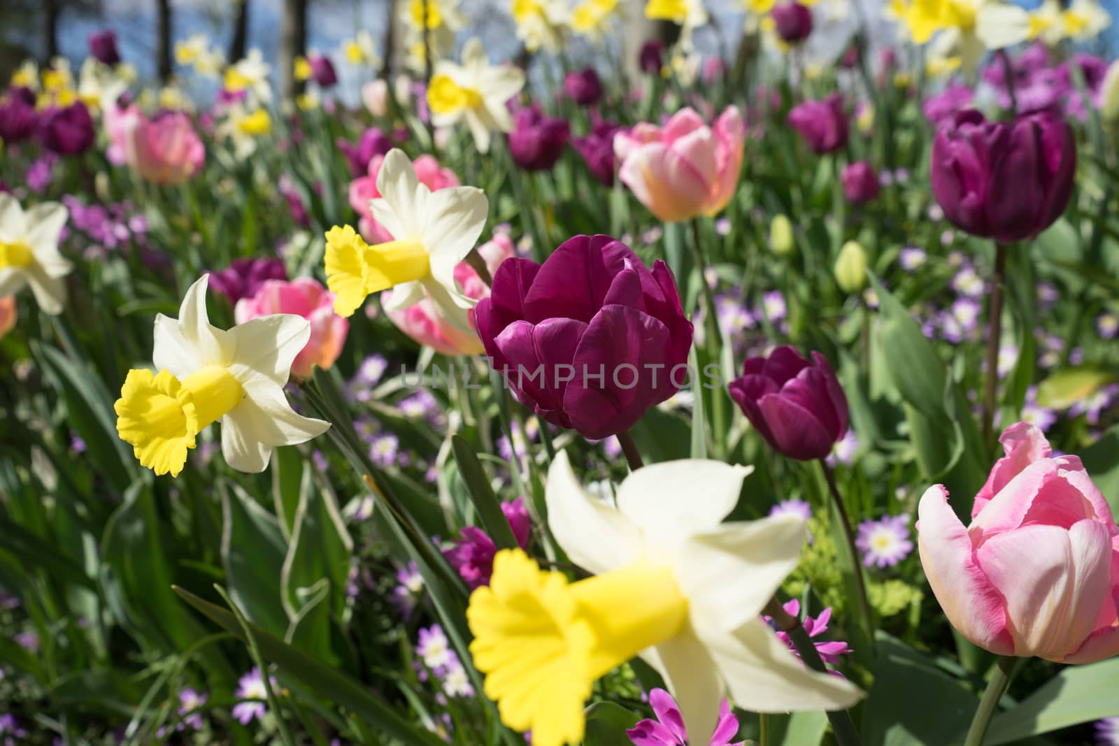 Yellow daffodil and pink tulip flowers in a garden in Lisse, Netherlands, Europe on a bright summer day