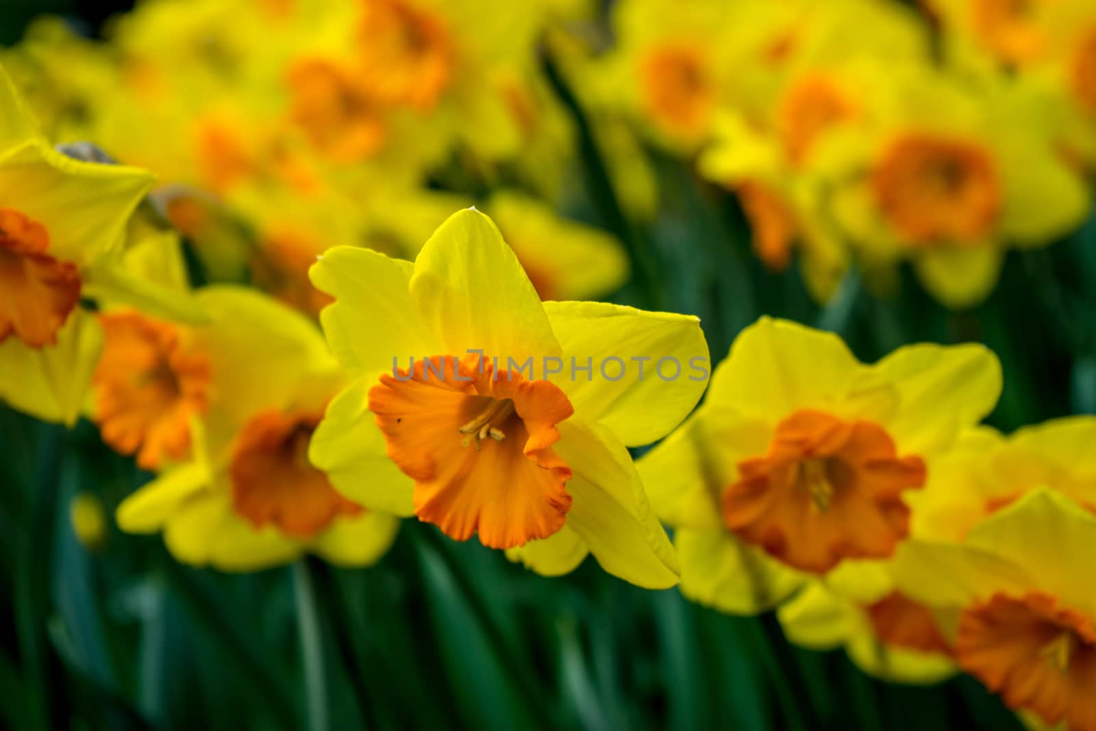 yellow coloured daffodil with blurred background  in Lisse, Keuk by ramana16