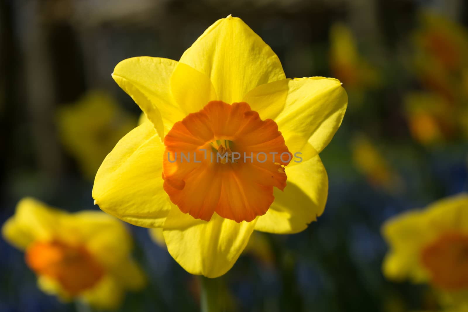 Yellow orange daffodil flowers in a garden in Lisse, Netherlands, Europe on a bright summer day