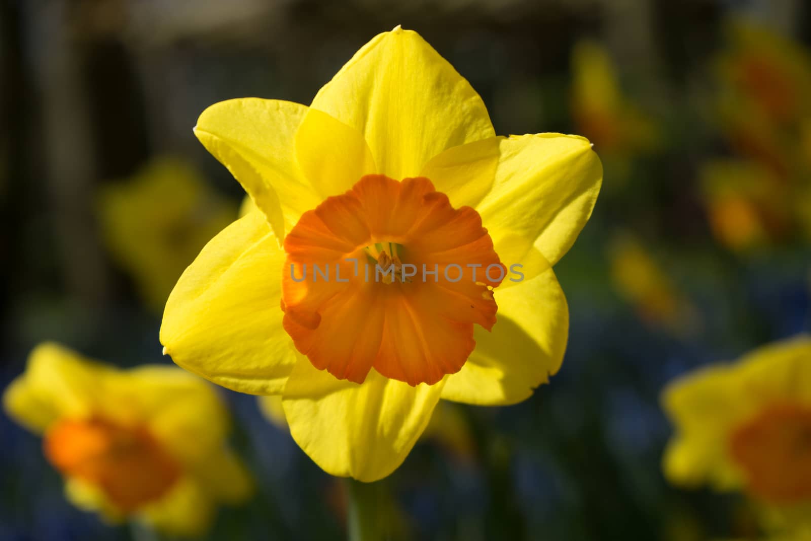 Yellow orange daffodil flowers in a garden in Lisse, Netherlands by ramana16