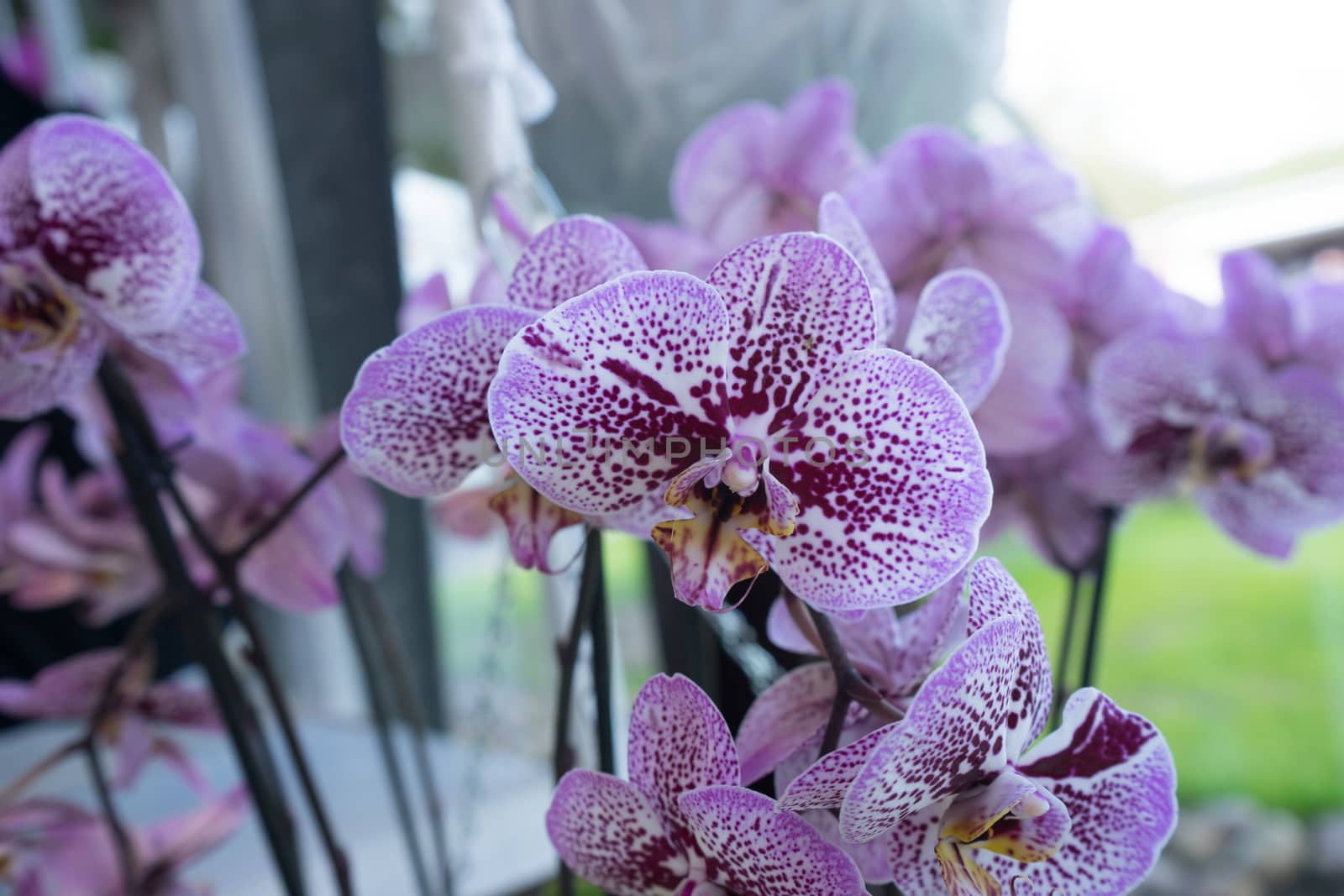 Violet Orchids in a garden in Lisse, Netherlands, Europe on a bright summer day