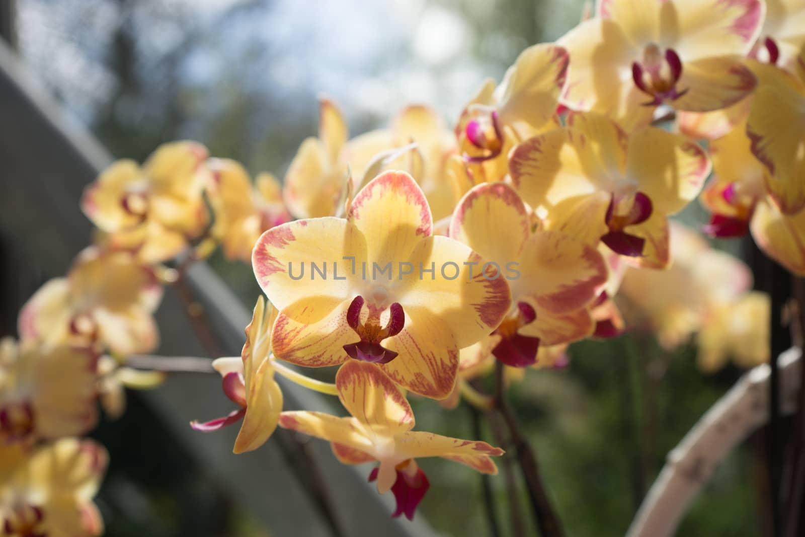 White Orchids in a garden in Lisse, Netherlands, Europe on a bright summer day