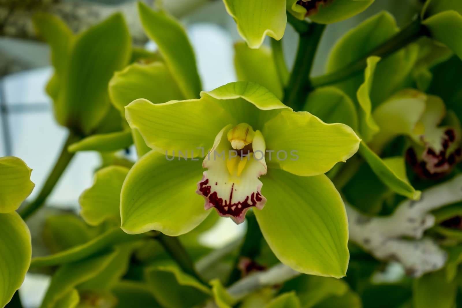 Teal Orchids in a garden in Lisse, Netherlands, Europe by ramana16