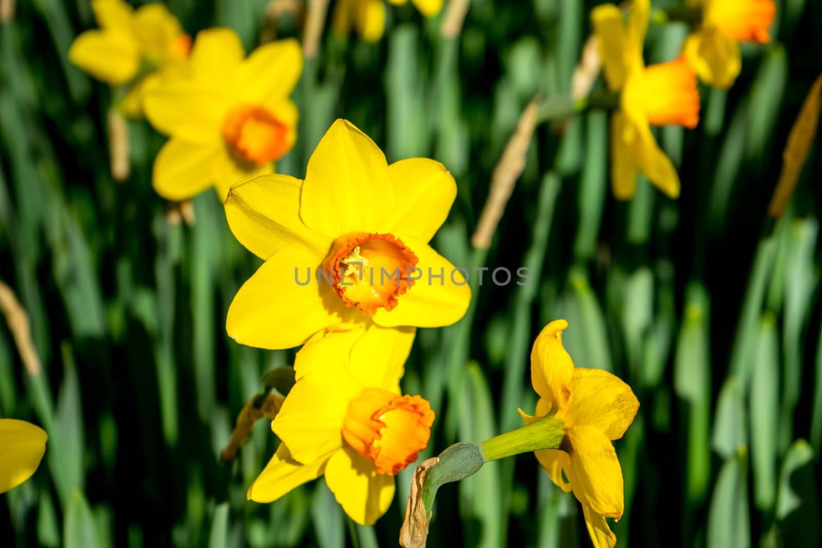 yellow daffodil flowers in a garden in Lisse, Netherlands, Europe on a bright summer day