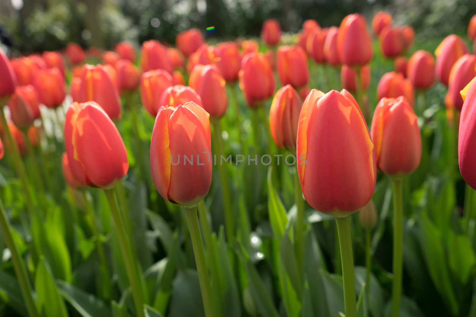 Red tulip buds in a garden in Lisse, Netherlands, Europe on a bright summer day