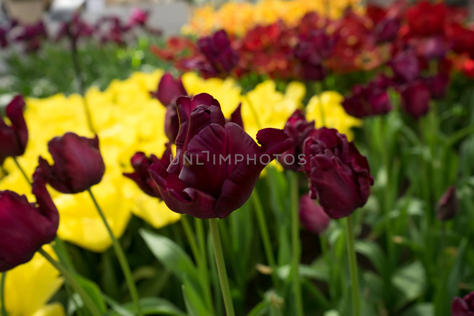 Black and yellow tulip flowers in a garden in Lisse, Netherlands, Europe on a bright summer day